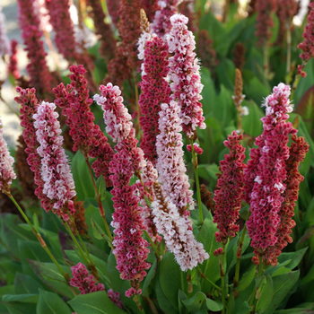 PERSICARIA affinis 'Kabouter'