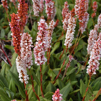 PERSICARIA affinis 'Superba'