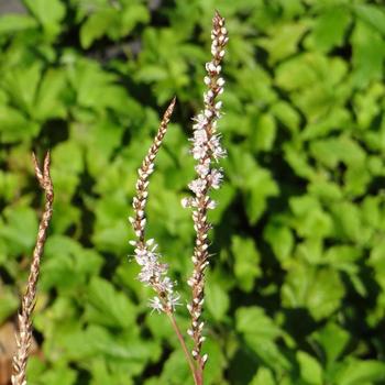 PERSICARIA amplexicaulis 'Alba'