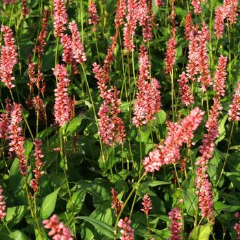 PERSICARIA amplexicaulis 'Orange Field' ®