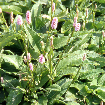 PERSICARIA