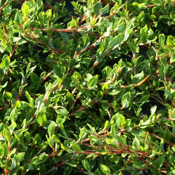 PERSICARIA vacciniifolia