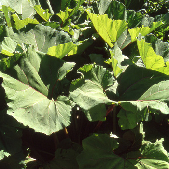 PETASITES japonicus 'Giganteus'