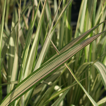 PHALARIS arundinacea 'Feesey'