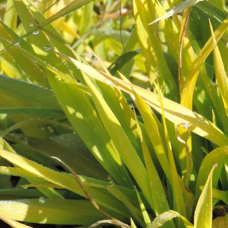 PHALARIS arundinacea 'Pure Gold'