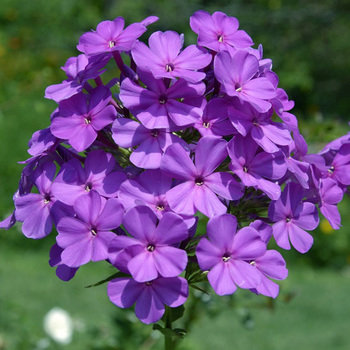 PHLOX 'Amethyst' (Paniculata Group)