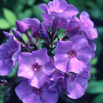 PHLOX 'Blue Paradise' (Paniculata Group)