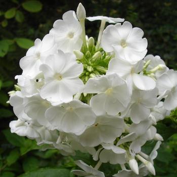 PHLOX 'David' (Paniculata Group) 