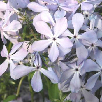 PHLOX divaricata 'Clouds of Perfume'