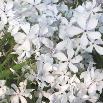 PHLOX divaricata 'May Breeze'