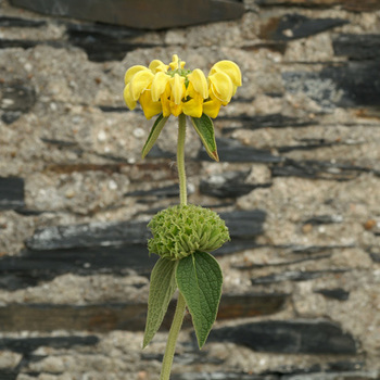 PHLOMIS 'Edward Bowles'