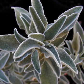 PHLOMIS fruticosa