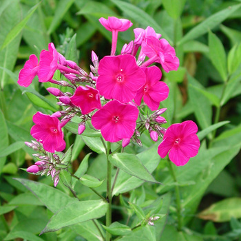 PHLOX 'Kirchenfürst' (Paniculata Group)
