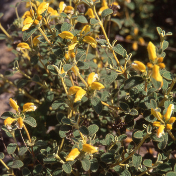 PHLOMIS lanata