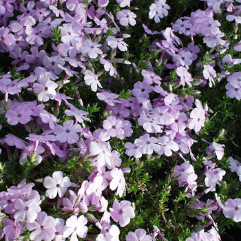 PHLOX 'Lilac Cloud' (Douglasii Group)