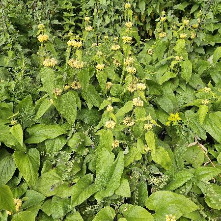 PHLOMIS russeliana