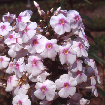 PHLOX 'Omega' (Maculata Group)