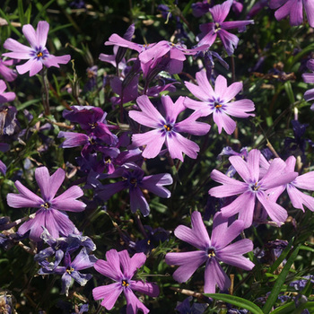 PHLOX 'Purple Beauty' (Subulata Group)