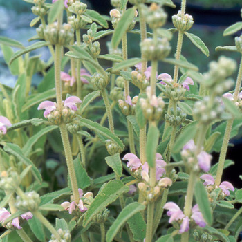PHLOMIS purpurea ssp. caballeroi