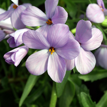 PHLOX stolonifera 'Blue Ridge'