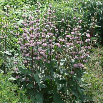 PHLOMIS tuberosa