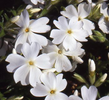 PHLOX 'White Delight' (Subulata Group)