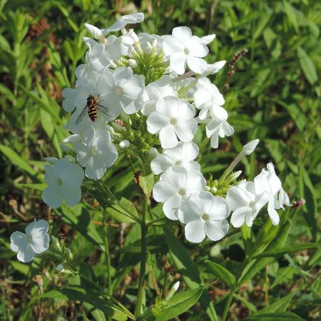 PHLOX 'David' (Paniculata Group) 