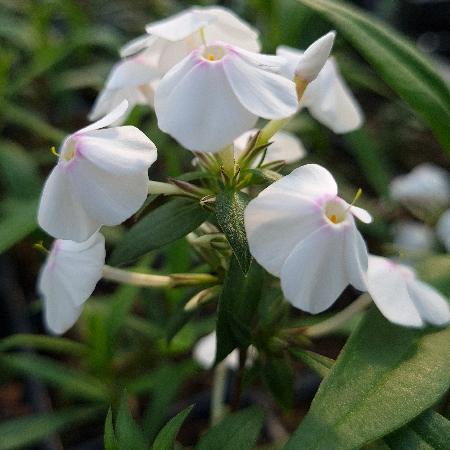 PHLOX 'Delta' (Maculata group)