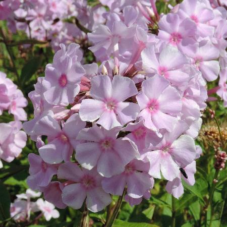 PHLOX 'Elisabeth Arden' (Paniculata Group)