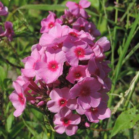 PHLOX 'Eva Cullum' (Paniculata Group)