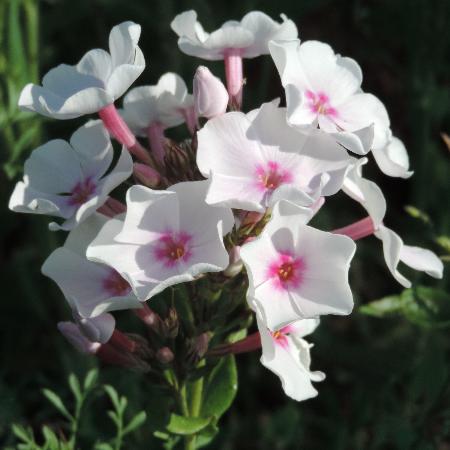 PHLOX 'Graf Zeppelin' (Paniculata Group)
