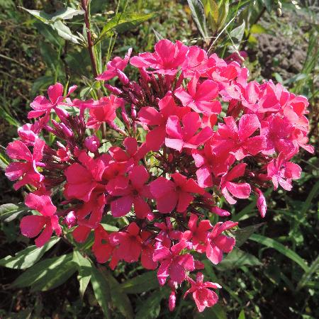 PHLOX 'Starfire' (Paniculata Group)