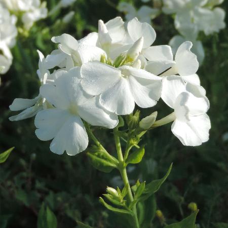 PHLOX 'White Sparr' (Paniculata Group)