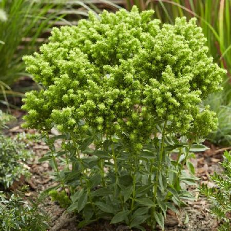 PHLOX 'Green Lion' ® (Paniculata Group)