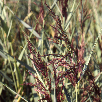 PHRAGMITES