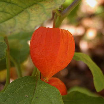 PHYSALIS franchetii 'Gigantea' (alkekengi)