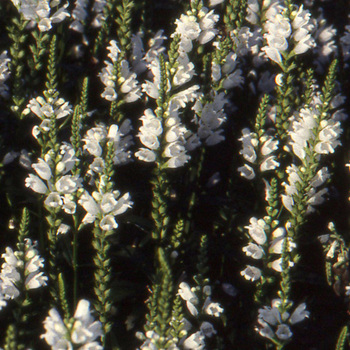 PHYSOSTEGIA virginiana 'Alba'