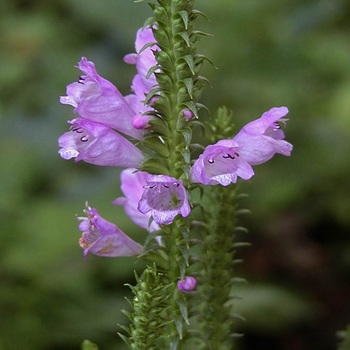 PHYSOSTEGIA virginiana 'Bouquet Rose'