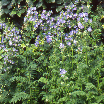 POLEMONIUM