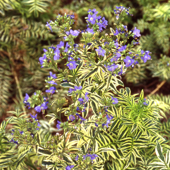 POLEMONIUM caeruleum 'Blanjou' ® ('Brise d'Anjou')