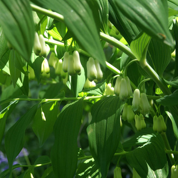 POLYGONATUM hybridum 'Weihenstephan'