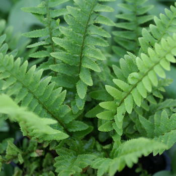 POLYSTICHUM munitum