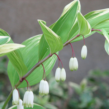 POLYGONATUM odoratum var. pluriflorum 'Variegatum'