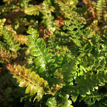 POLYSTICHUM polyblepharum