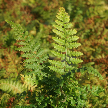 POLYSTICHUM setiferum