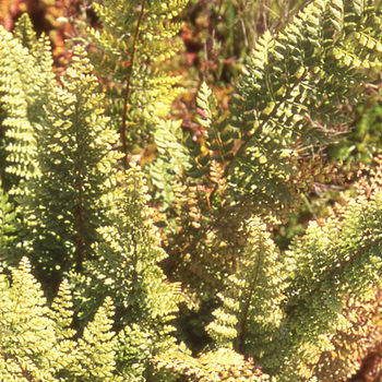 POLYSTICHUM setiferum 'Plumosum Densum'