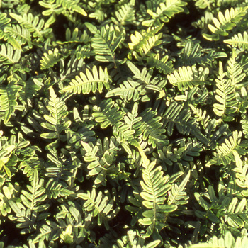 POLYPODIUM vulgare