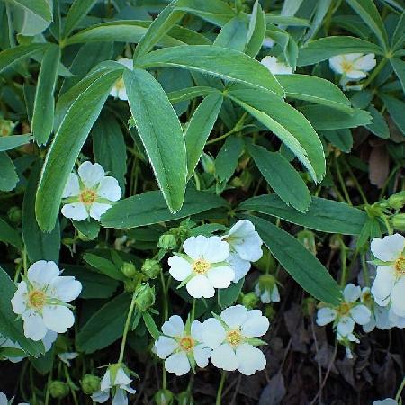 POTENTILLA alba