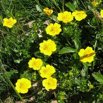 POTENTILLA aurea