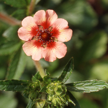 POTENTILLA nepalensis 'Miss Willmott'